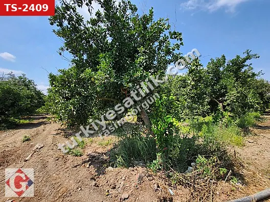 GÖRGÜN'DEN HADIRLI'DA MERKEZİ KONUMDA 2.900M2 PORTAKAL BAHÇESİ